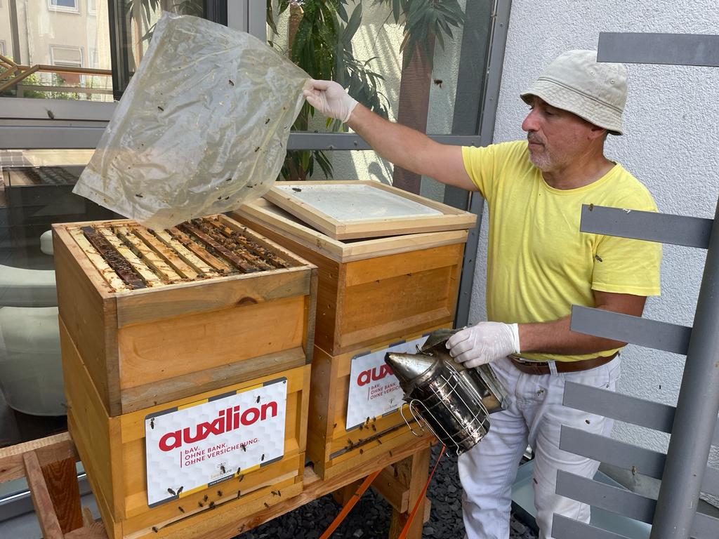 beefuture und auxilion: Ein Projekt für den Bienenschutz